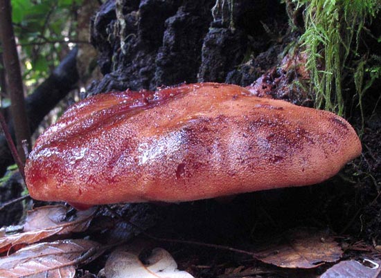 Beefsteak Fungus: Fistulina hepatica  - Mushroom Species Images